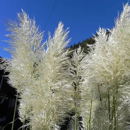 Stahli-huus Matten bei Interlaken